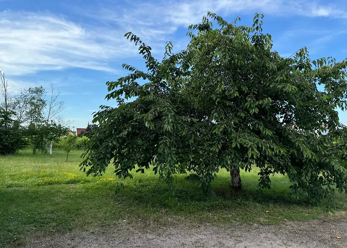 Entre Vignes Et Verger Holiday home